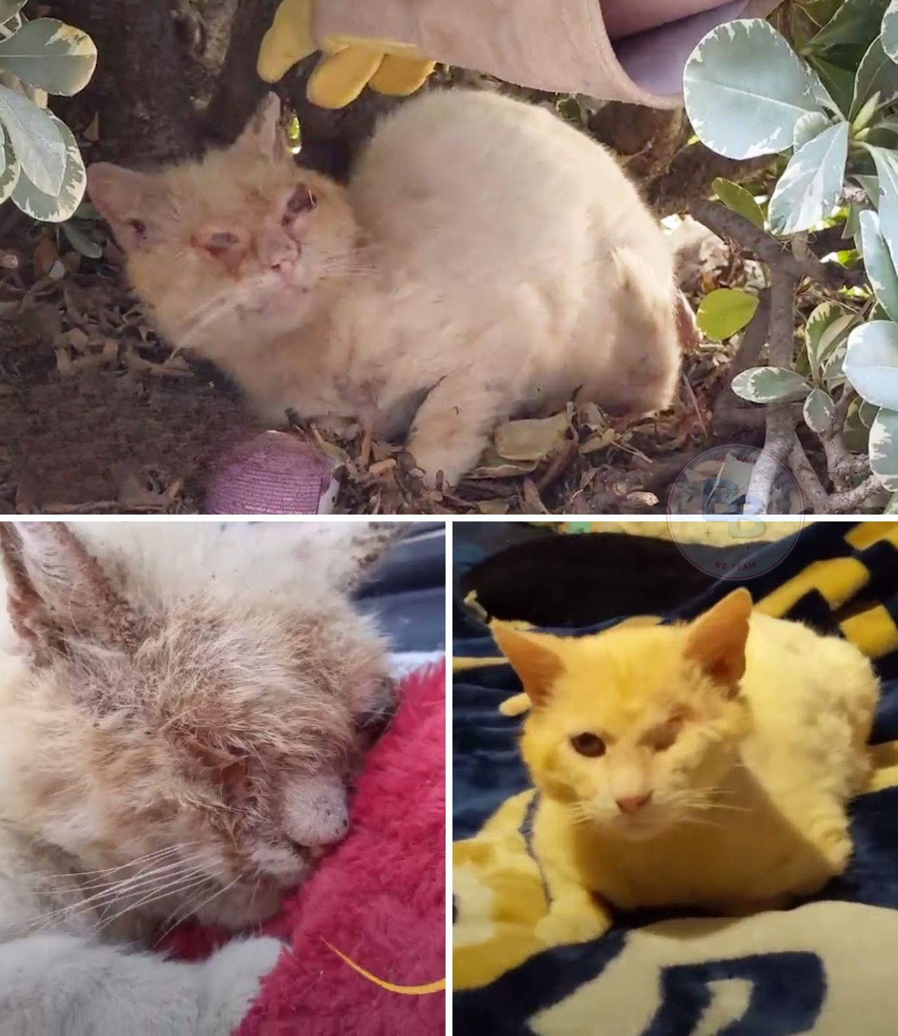 From Blind, Battered, and Terrified to a Breathtaking Blue-Eyed Beauty: The Incredible Transformation of a Feral Cat Named Apollo