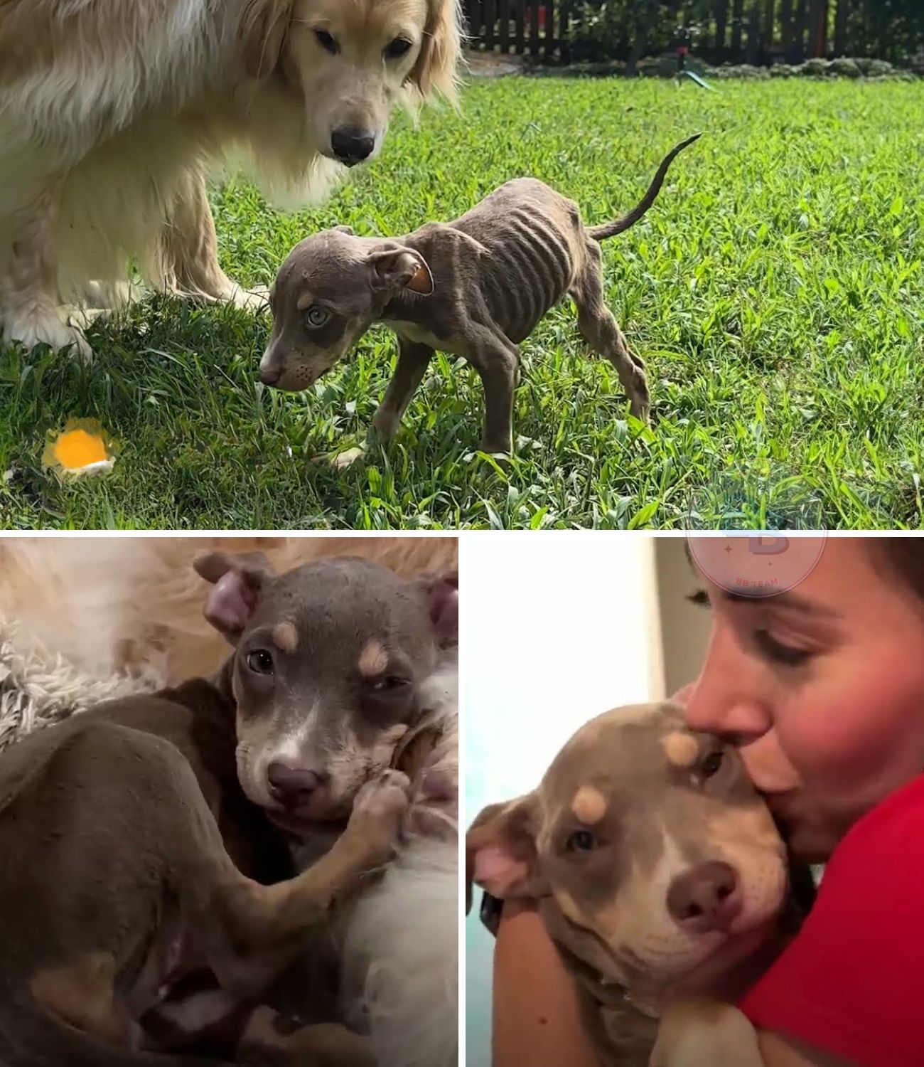 Left to Die in a Blazing Heat Wave, This Emaciated Puppy’s Unbelievable Obsession With a Golden Retriever Changed Her Fate Forever