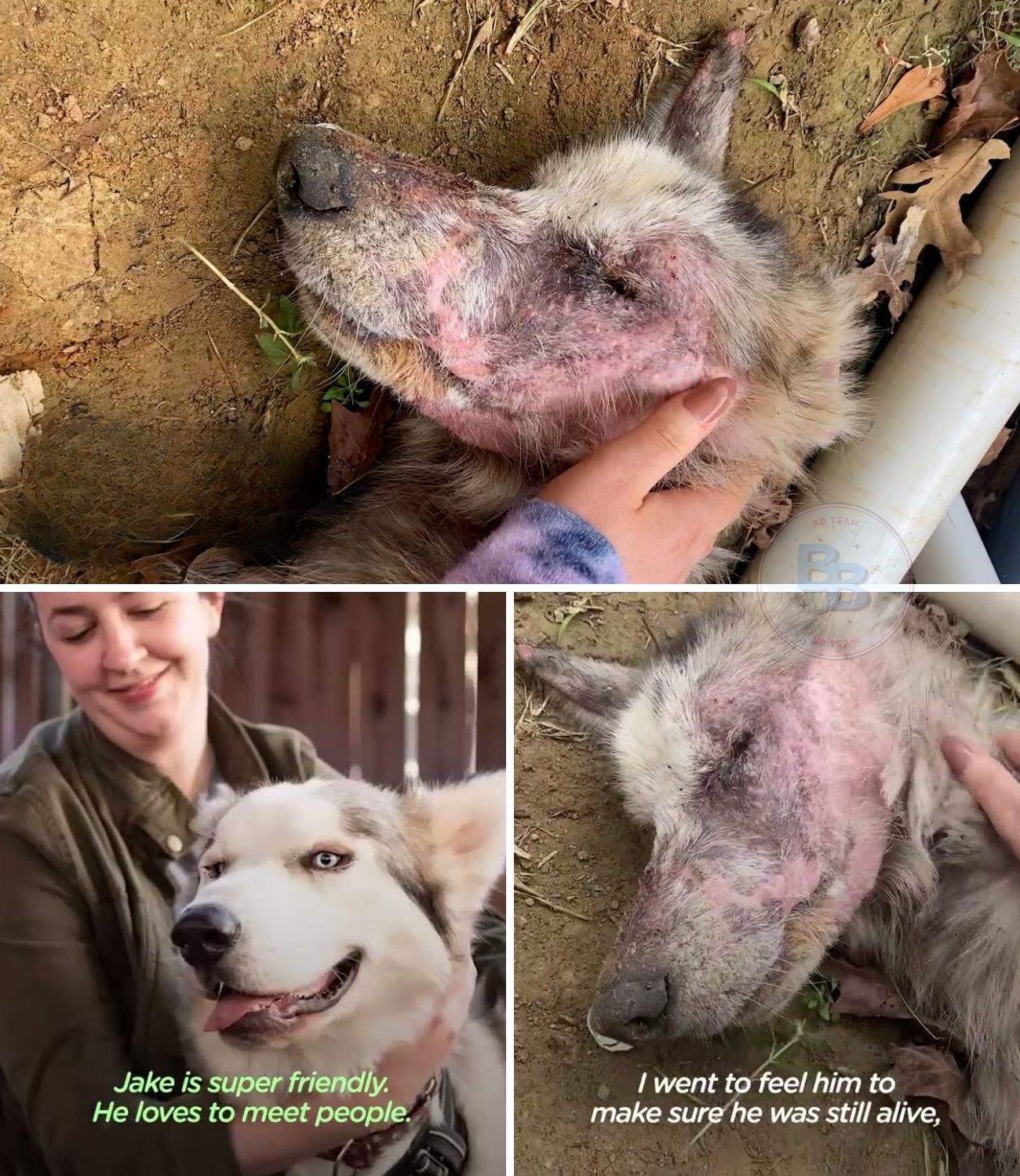 From a Lifeless Skeleton to a Majestic “House Wolf”: The Heart-Stopping Miracle of a Starving Husky Named Jake