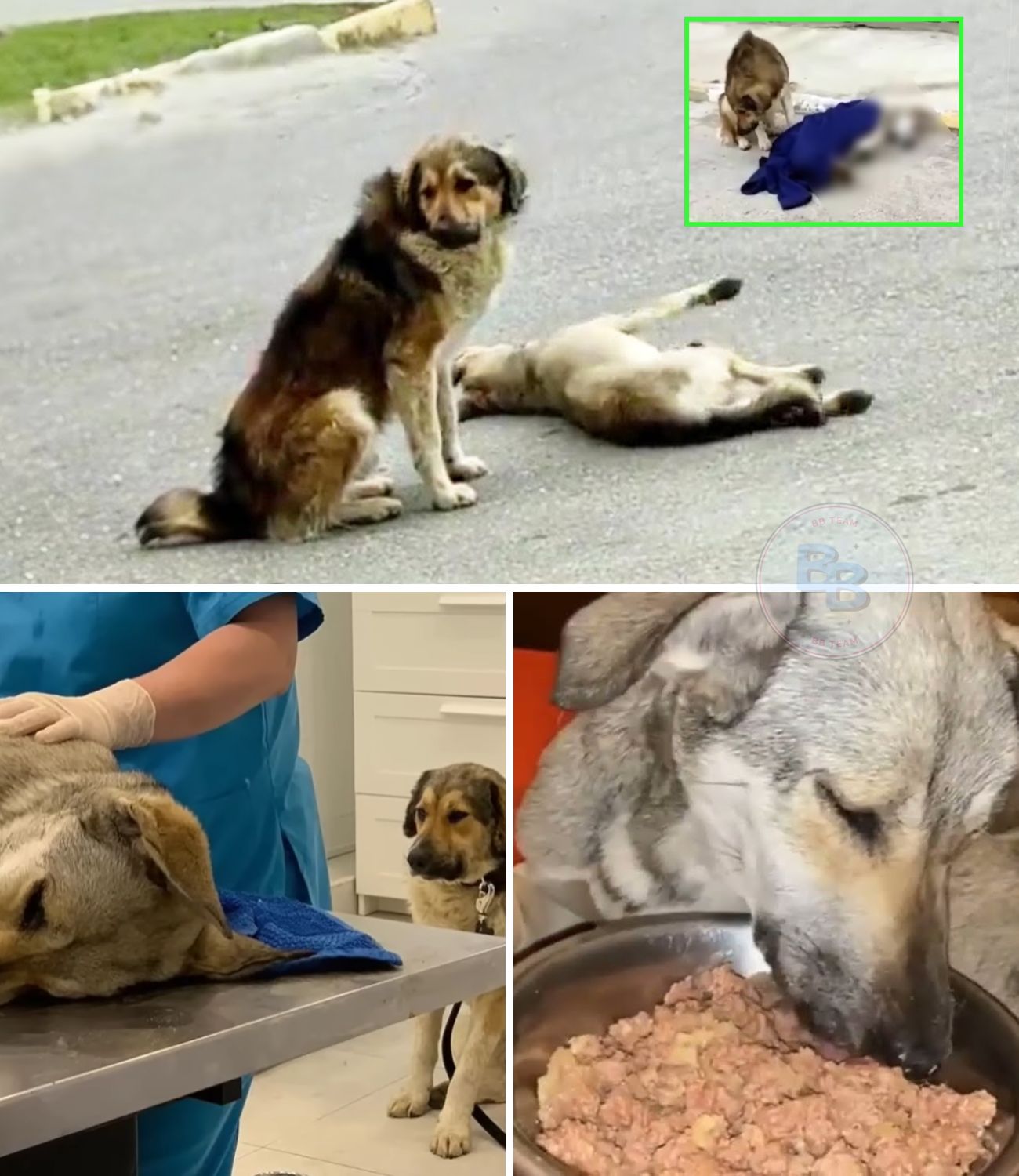 The Male Dog Who Desperately Begged Passersby to Save His Injured Mate: An Unbreakable Bond of Canine Loyalty