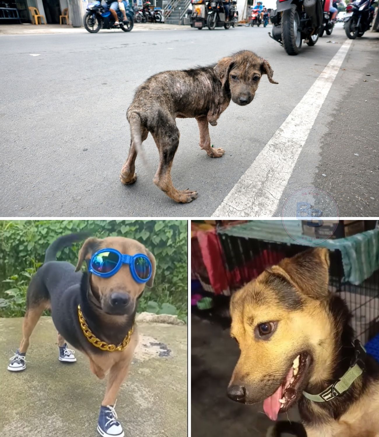 From a Broken, Unwanted Outcast on the Hot Asphalt to a Bouncing, Joyful Survivor: The Miraculous Transformation of a Three-Legged Puppy Named Potpot