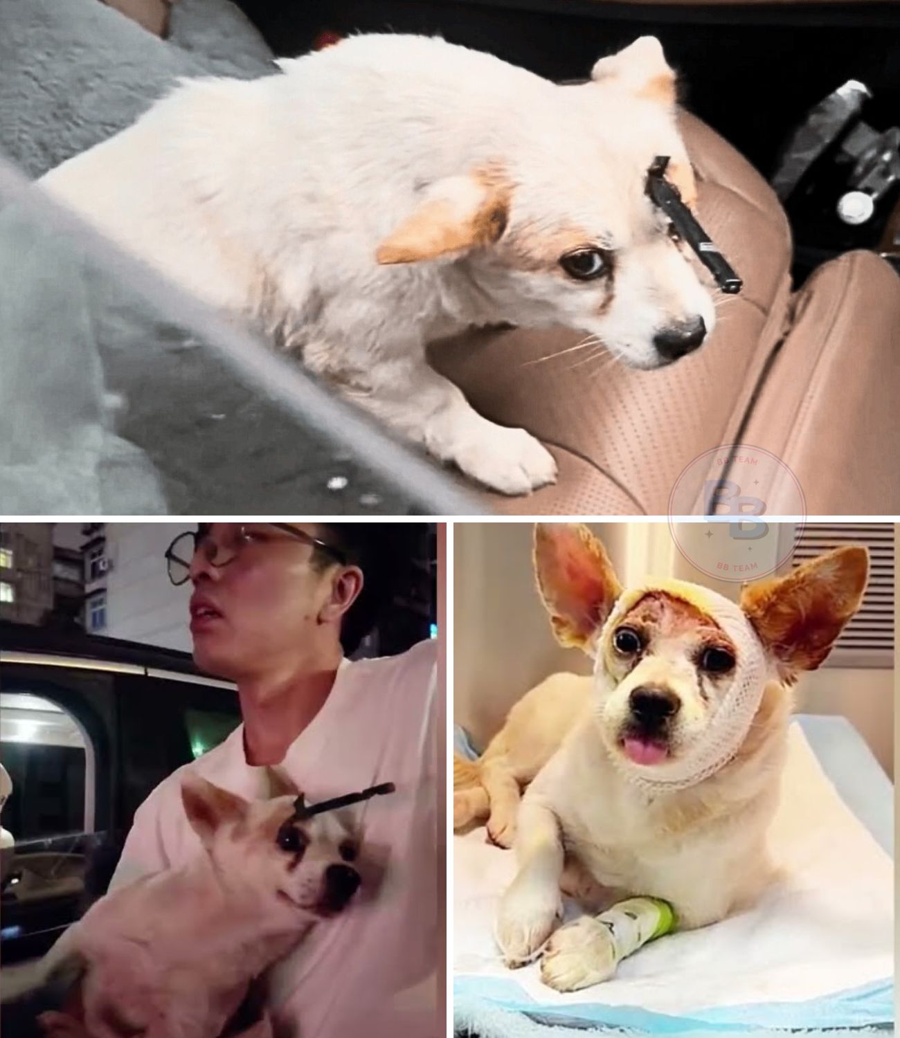Cruelty to Courage: The Miraculous Survival of a Stray Dog Pierced by a Crossbow Who Learned to Trust Again