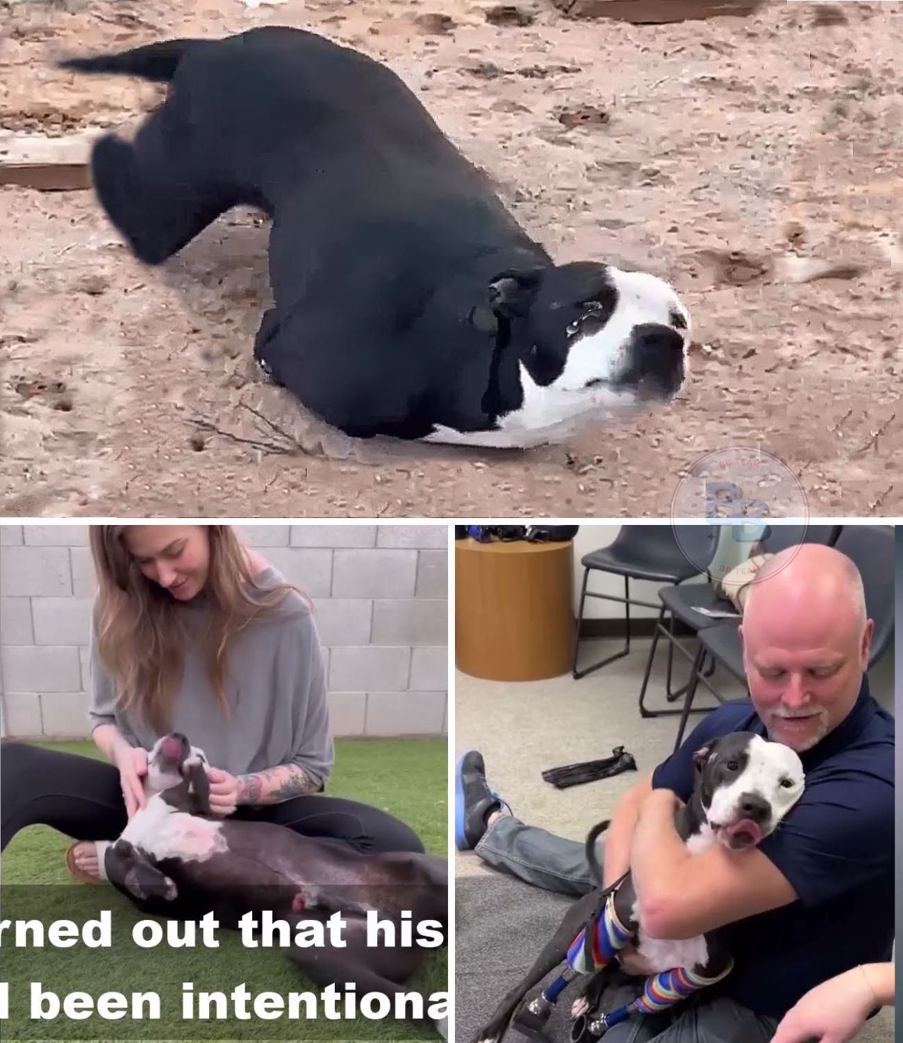 “Don’t Leave Me”: The Heart-Wrenching Cry of a Dog With Severed Legs Who Refused to Die and His Miraculous Journey to Walk Again