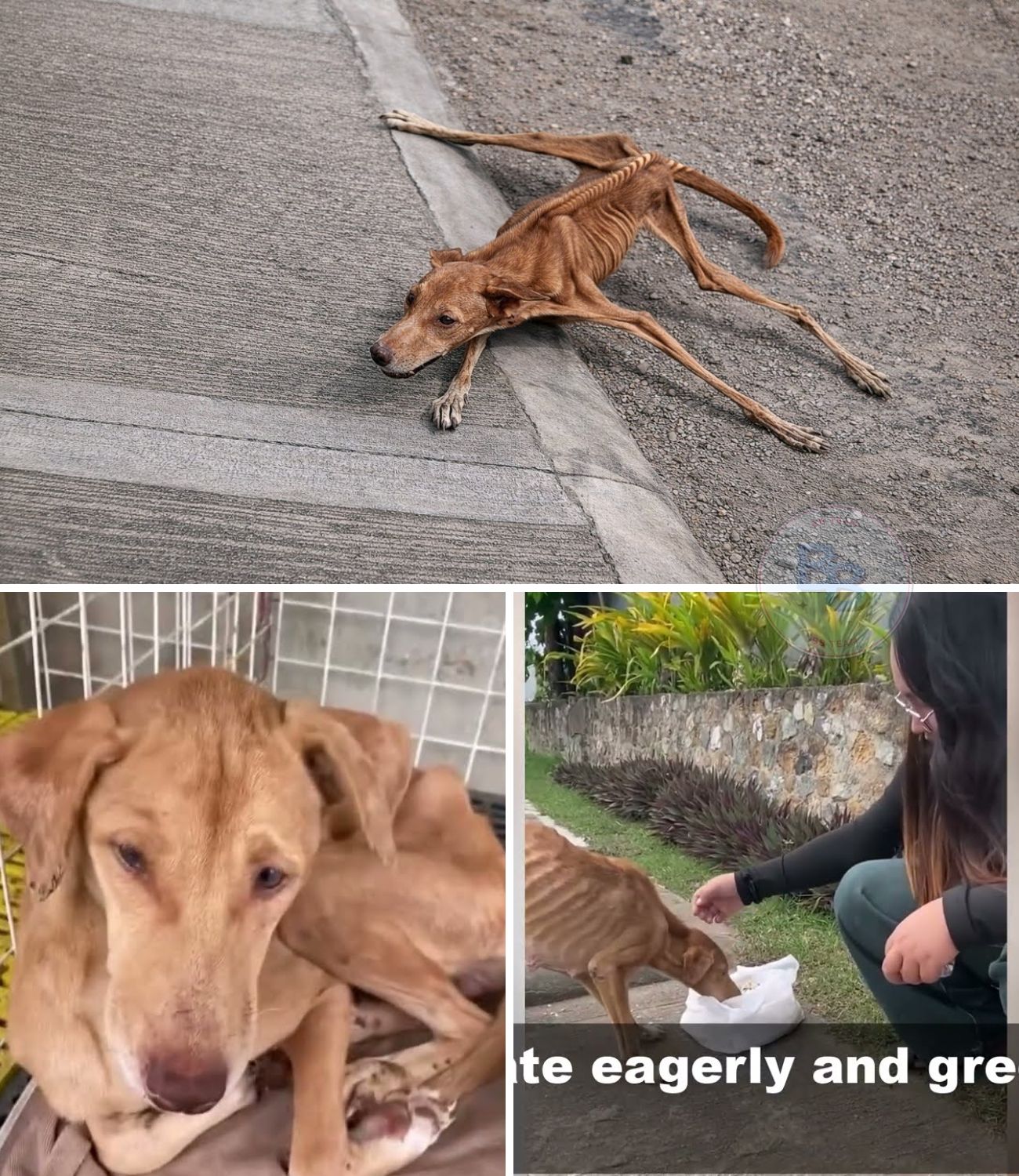 Her Back Bent From Hunger: The Heart-Wrenching Moment a Starving Dog Cried Over Her First Bite of Food