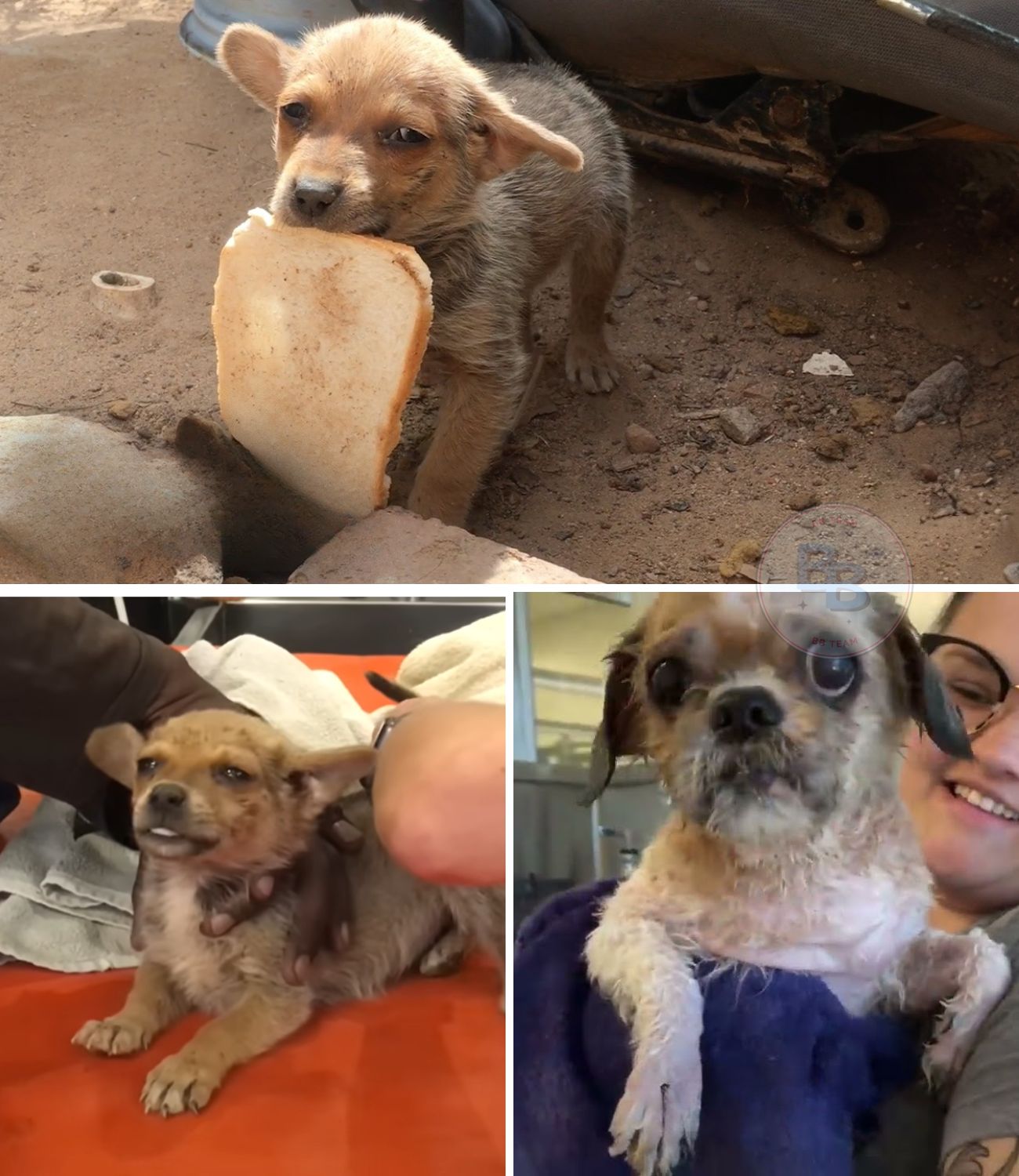 Trapped Under Pounds of Matted Fur: The Miraculous Rescue and Unbelievable Transformation of Simon the Senior Dog