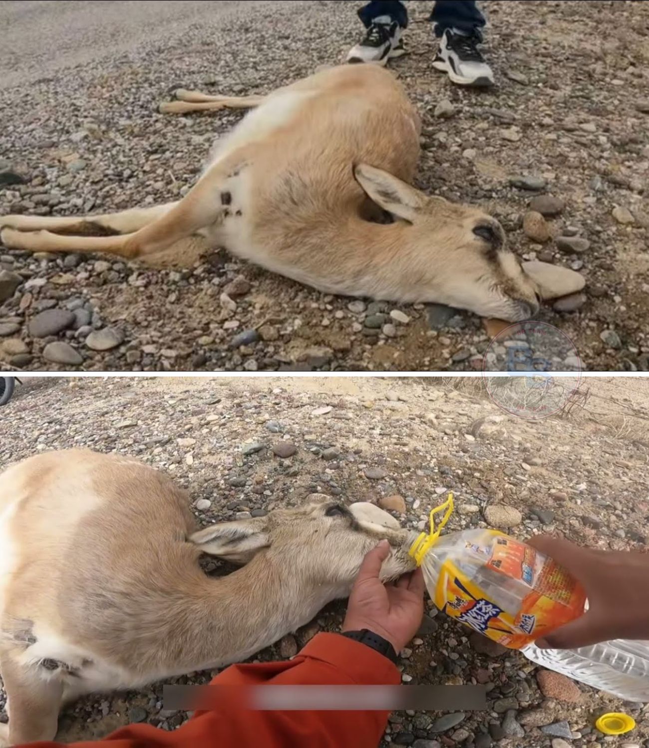 He Stopped His Two-Year Journey for a Lifeless Shape by the Road—The Shocking Rescue of a Trapped and Dying Rare Gazelle That Will Break Your Heart